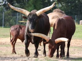 Dinopark a ZOOpark Vyškov